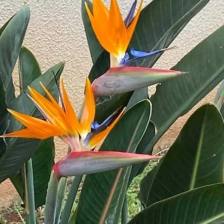 Paradise Valley Apartamento